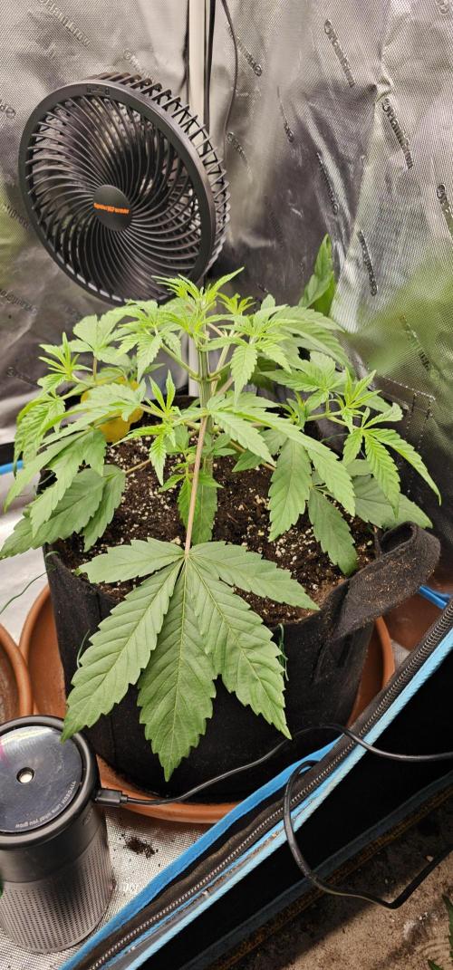 Plantigrow 120x60x180. Week 4