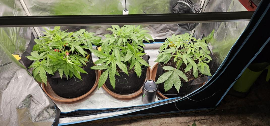 2x colombian jack. Week 4