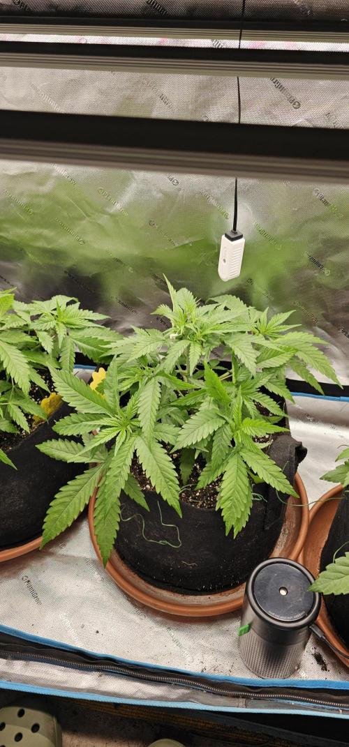2x colombian jack. Week 4