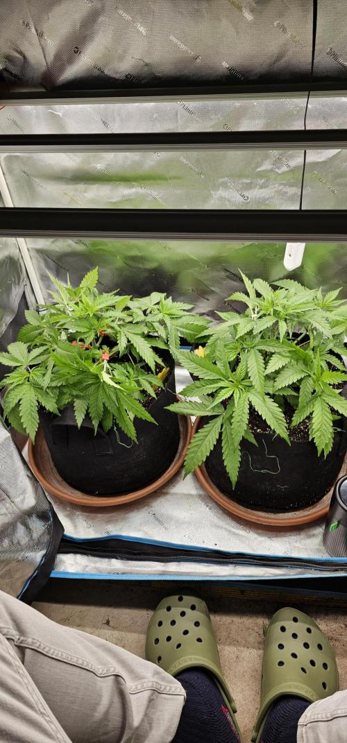 2x colombian jack. Week 4