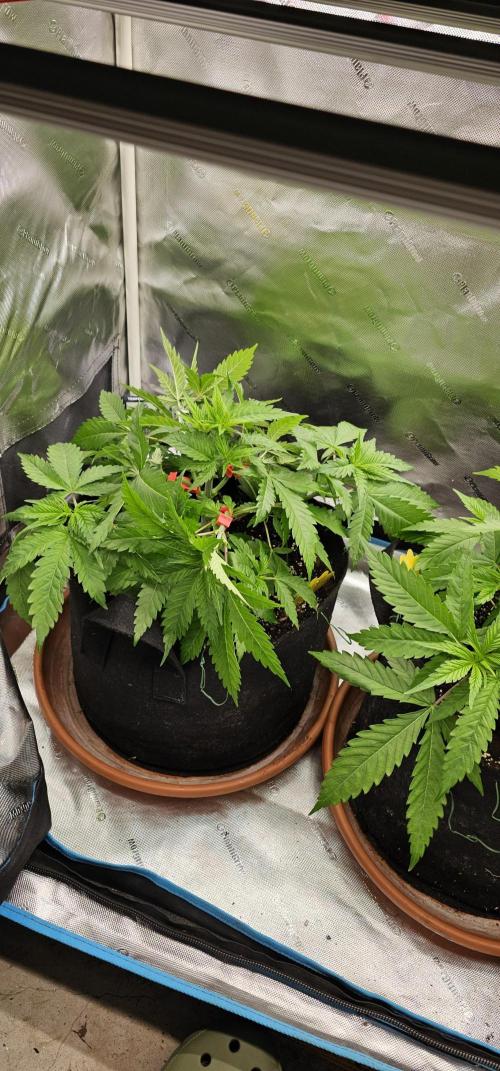 Colombian Jack. Week 4