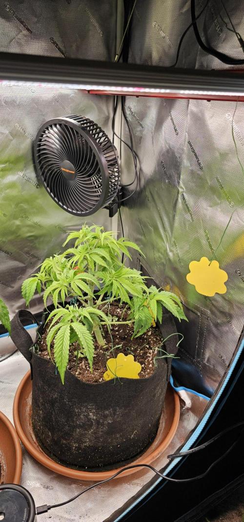 2x colombian jack. Week 5