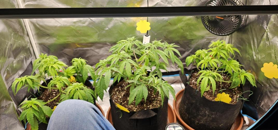 1x Mango Sherbert. Week 5