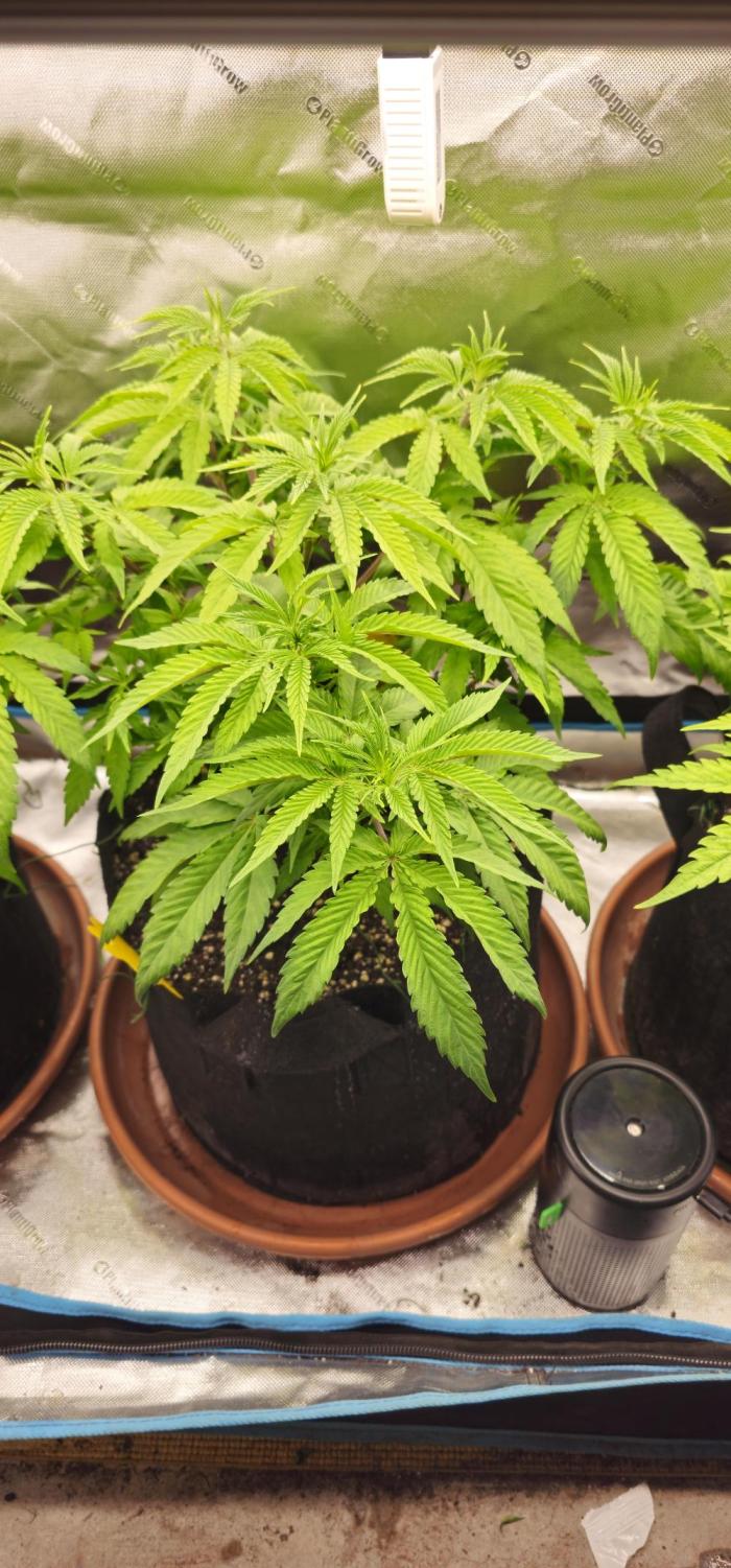 1x Mango Sherbert. Week 1