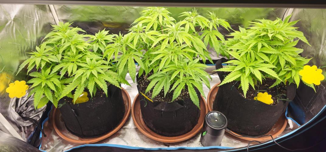 2x colombian jack. Week 1