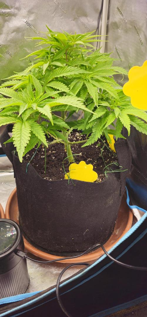 2x colombian jack. Week 1