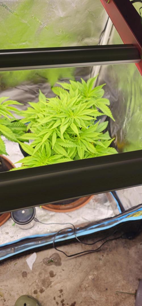 2x colombian jack. Week 1