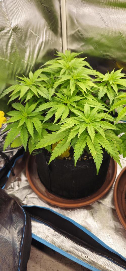 2x colombian jack. Week 1