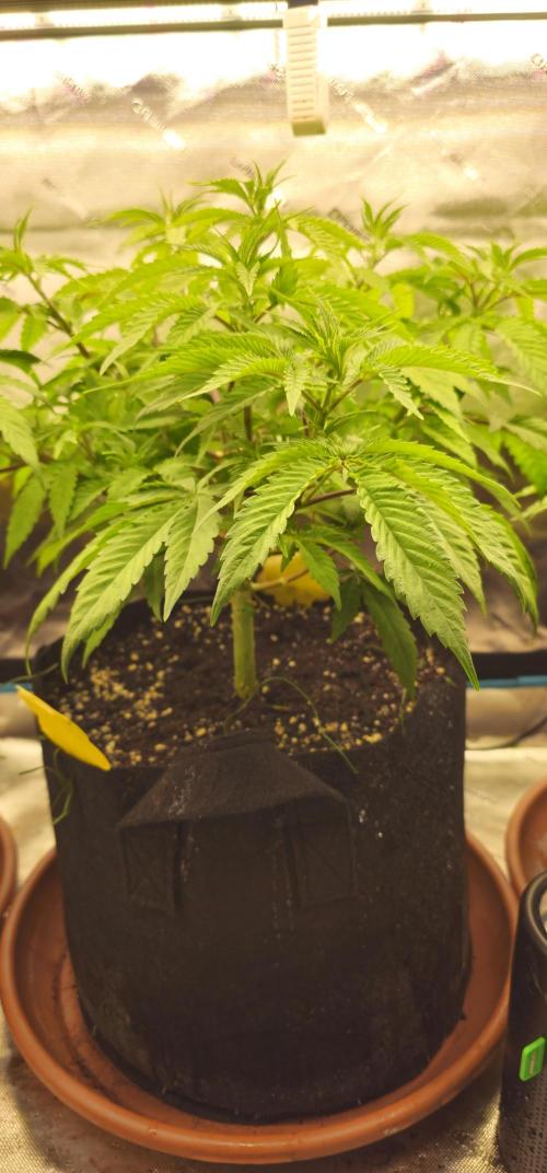 2x colombian jack. Week 1
