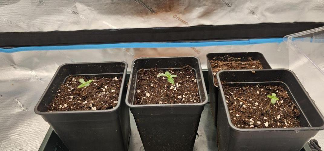 Papaya Frosting  Barneys Farm. Week 1 - Tzzzz
