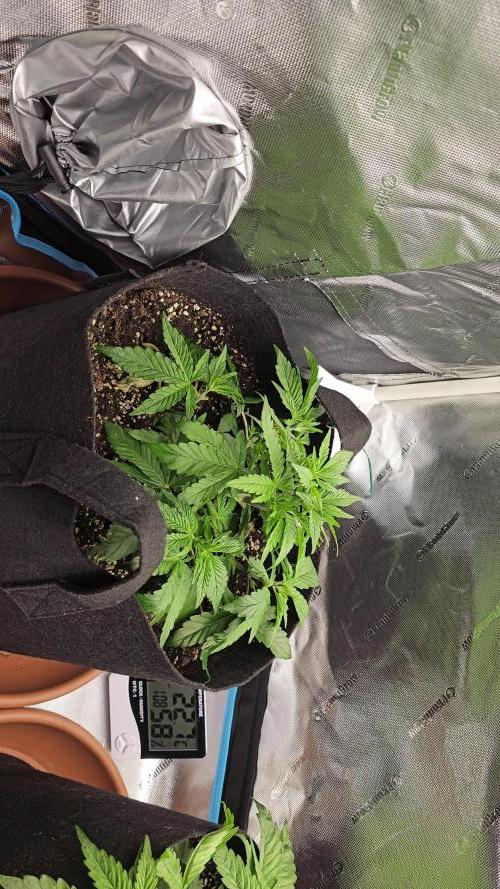 Papaya Frosting. Week 4