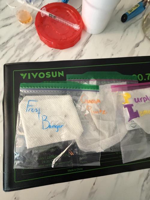 Nimbo’s FB hydroponic grow -HSS. Week 0 - Day 0