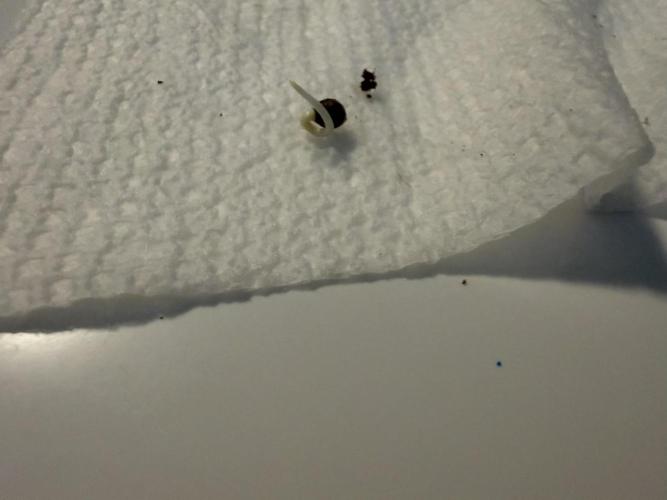 Nimbo’s FB hydroponic grow -HSS. Week 0 - Day 2- I was told not to worry about “J” roots and that gravity will help🤷‍♂️