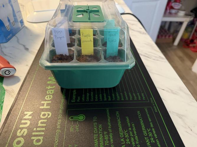 Nimbo’s FB hydroponic grow -HSS. Week 0 - Transplanted  to organiplugs

Day 2- (48 hours)