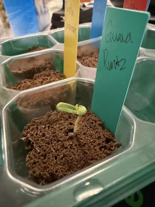 Nimbo’s FB hydroponic grow -HSS. Week 0 - Day 3- 4/9 popped out the  plugs 