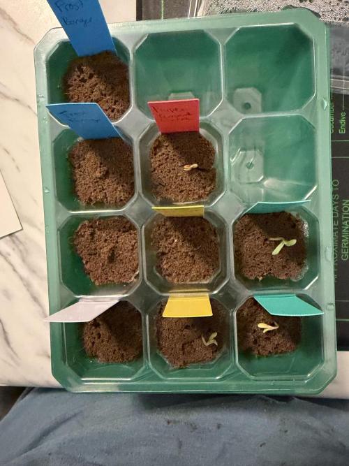Nimbo’s FB hydroponic grow -HSS. Week 0 - Day 3- 4/9 made it out the plugs 