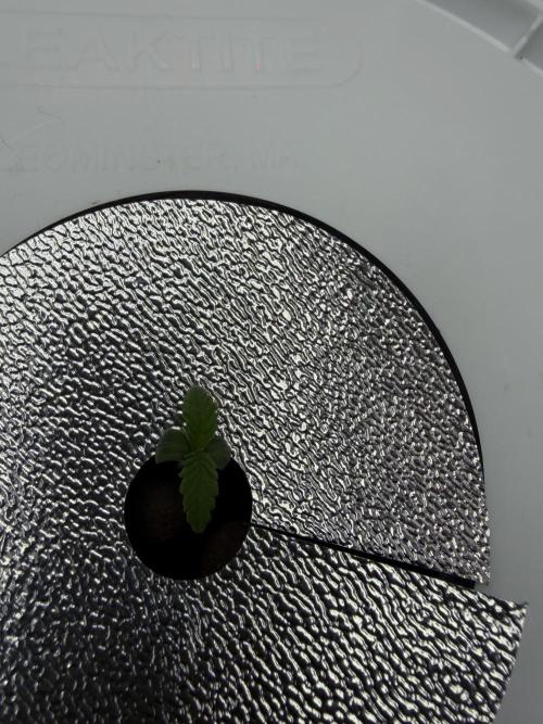 Nimbo’s FB hydroponic grow -HSS. Week 1 - One of the 5 gal on days 7