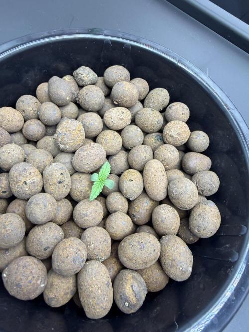 Nimbo’s FB hydroponic grow -HSS. Week 1 - One of the 7 gall on day 7