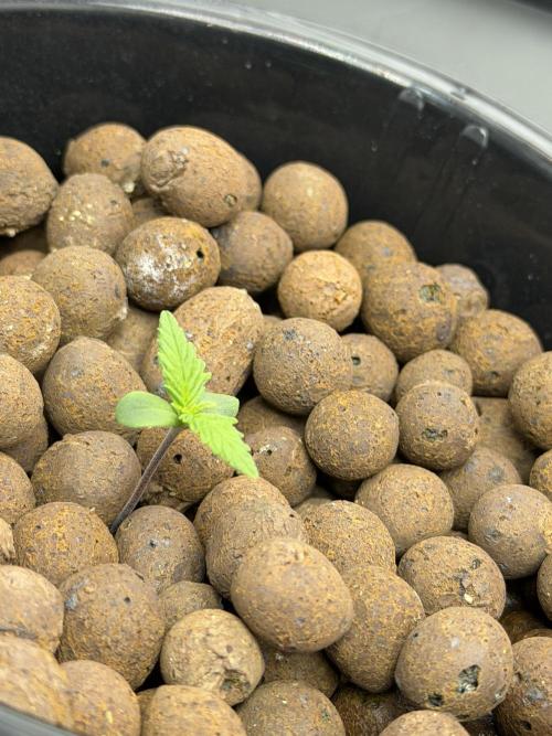 Nimbo’s FB hydroponic grow -HSS. Week 1