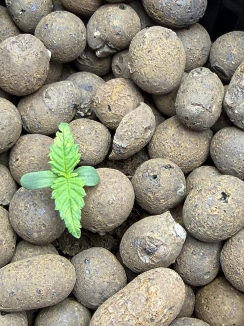 Nimbo’s FB hydroponic grow -HSS. Week 1 - A little tip burn maybe the nutes were too hot or she was stressed as the last