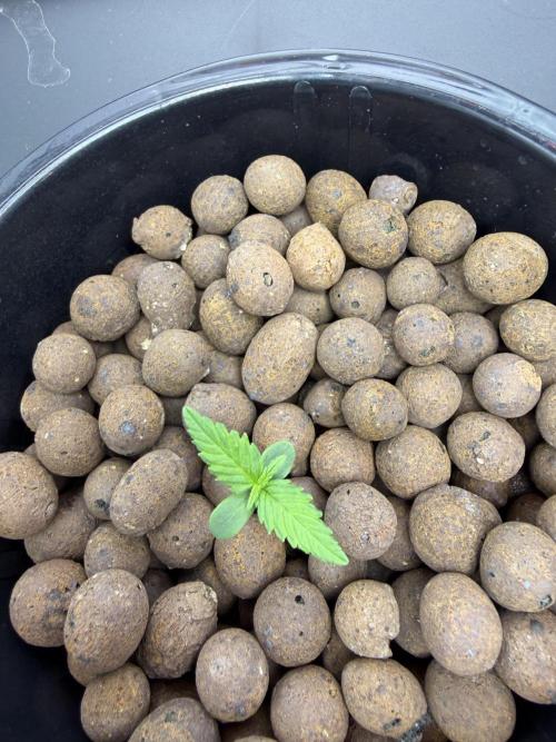 Nimbo’s FB hydroponic grow -HSS. Week 1