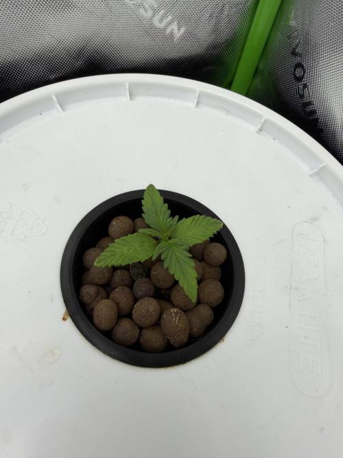 Nimbo’s FB hydroponic grow -HSS. Week 2