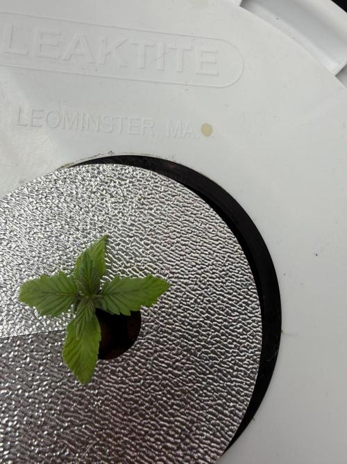 Nimbo’s FB hydroponic grow -HSS. Week 2 - Here’s that purple lemon, still cutting new leaves but looks sad