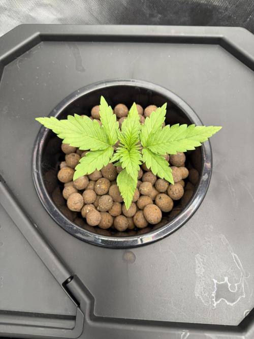 Nimbo’s FB hydroponic grow -HSS. Week 2 - Week 2 - Day 4