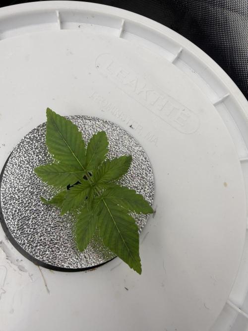 Nimbo’s FB hydroponic grow -HSS. Week 2