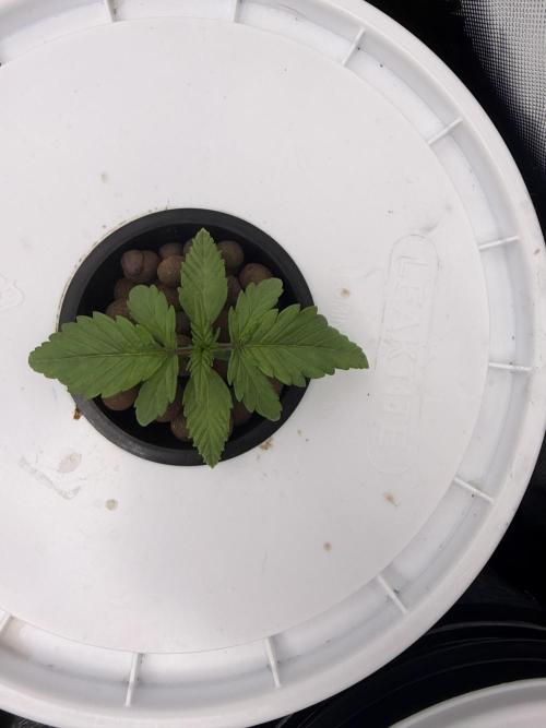 Nimbo’s FB hydroponic grow -HSS. Week 2