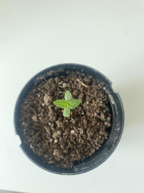 Critical. Week 0