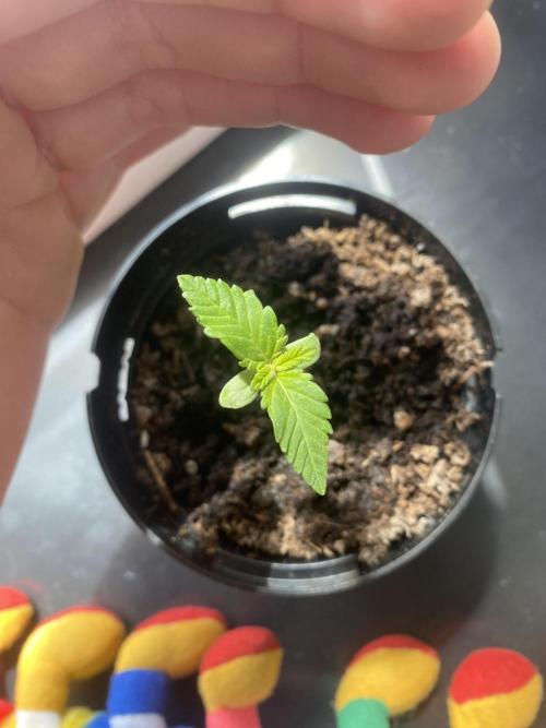 Critical. Week 1