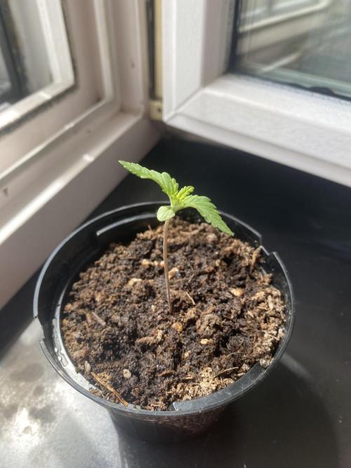 Critical. Week 1