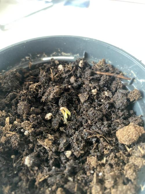 tropicana cookies X punch auto. Week 0