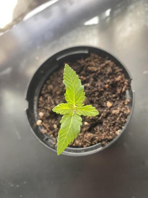 Critical. Week 1