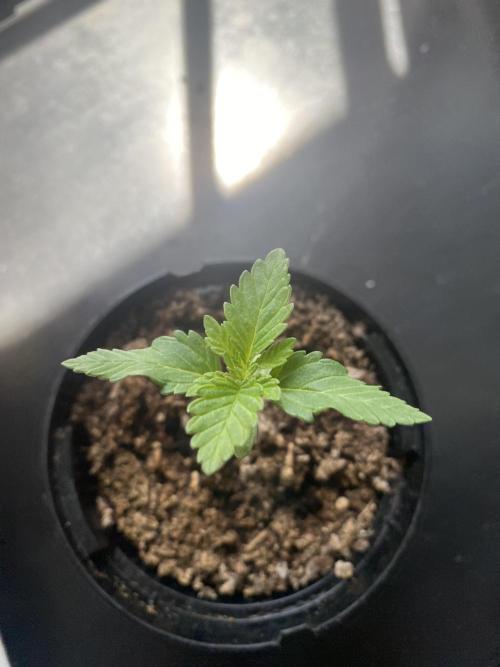 Critical. Week 2 - greattt