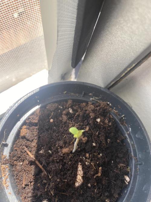 tropicana cookies X punch auto. Week 0