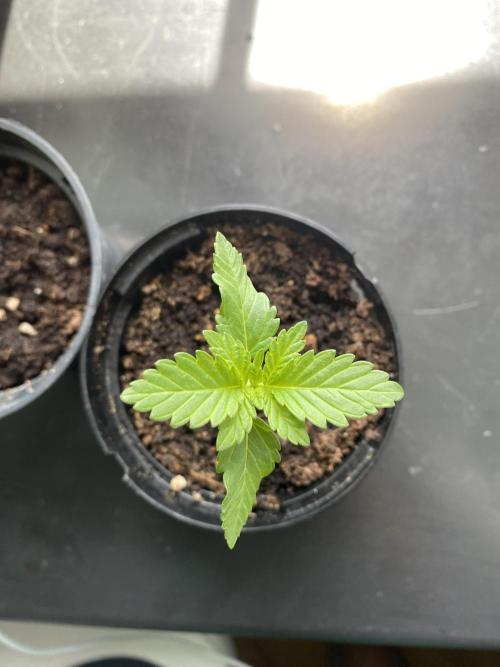 Critical. Week 2