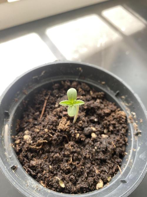 tropicana cookies X punch auto. Week 0