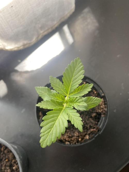 Critical. Week 2