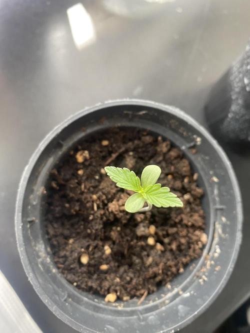 tropicana cookies auto. Week 1 - great