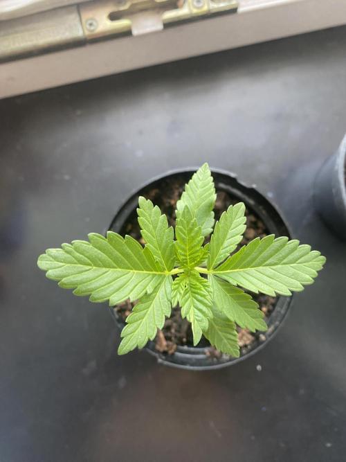 Critical. Week 2