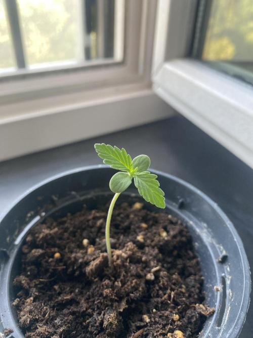 tropicana cookies auto. Week 1