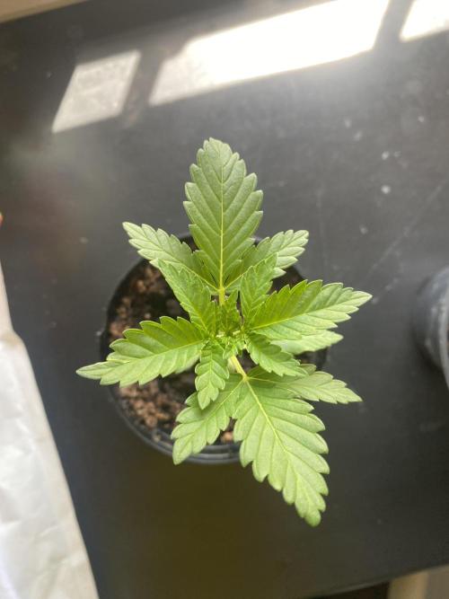 Critical. Week 2