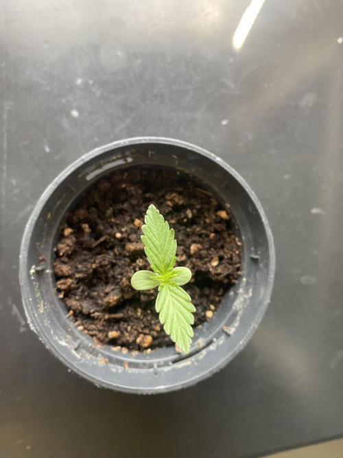 tropicana cookies auto. Week 1