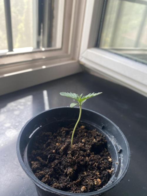 tropicana cookies auto. Week 1