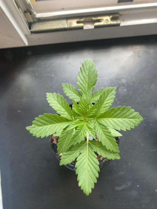 Critical. Week 3