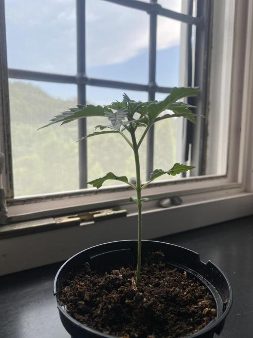 Critical. Week 3