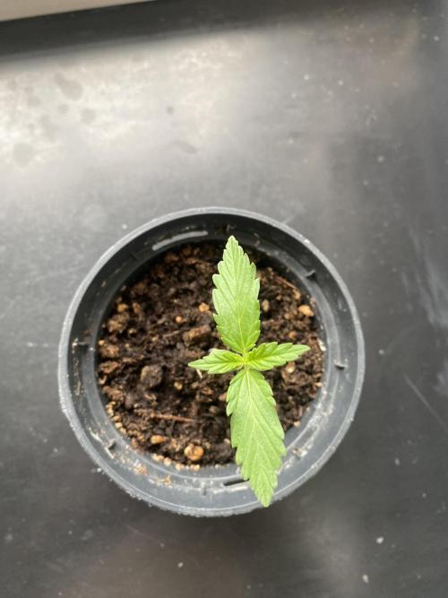 tropicana cookies auto. Week 1
