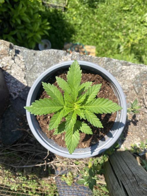 Critical. Week 3